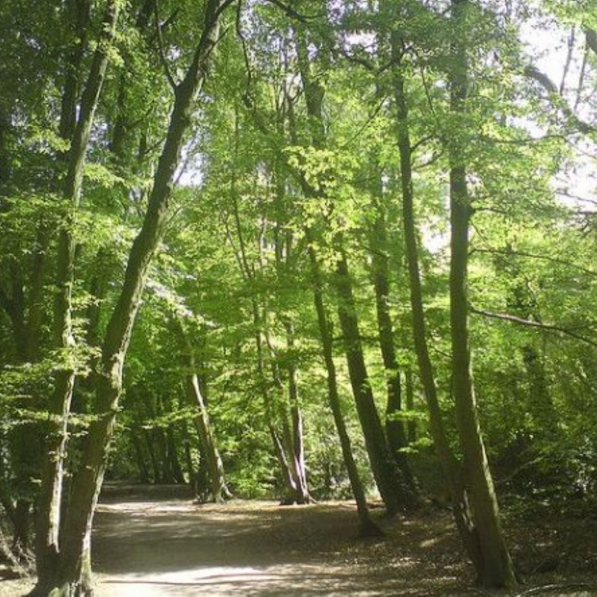 tetherdown-school-reception-trip-to-highgate-woods